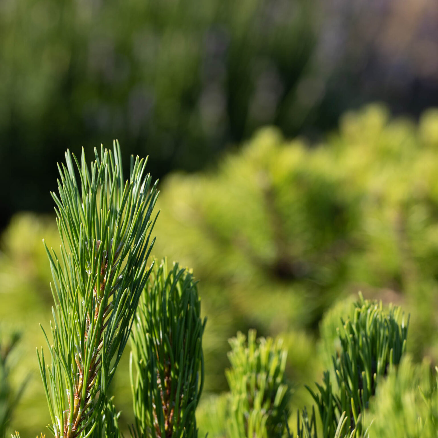 Garten- und Landschaftsbau von oben – SIGNUM 7 STUDIOS