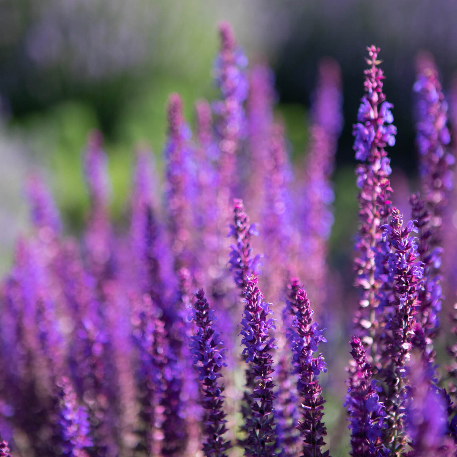 Garten- und Landschaftsbau von oben – SIGNUM 7 STUDIOS